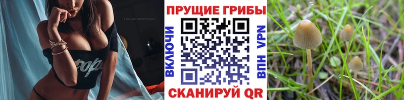 где продают   Бирюч  Псилоцибиновые грибы мицелий 